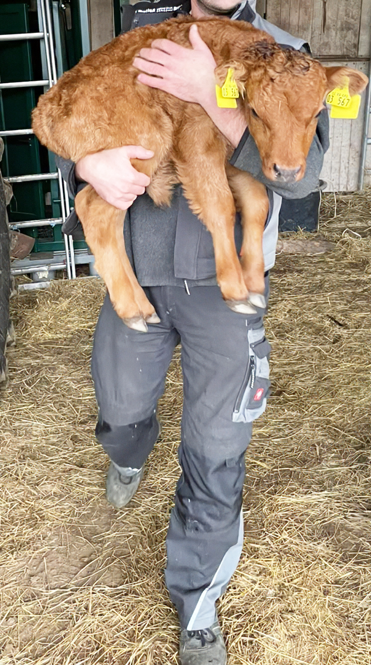 Junges Kalb wird im Stall getragen