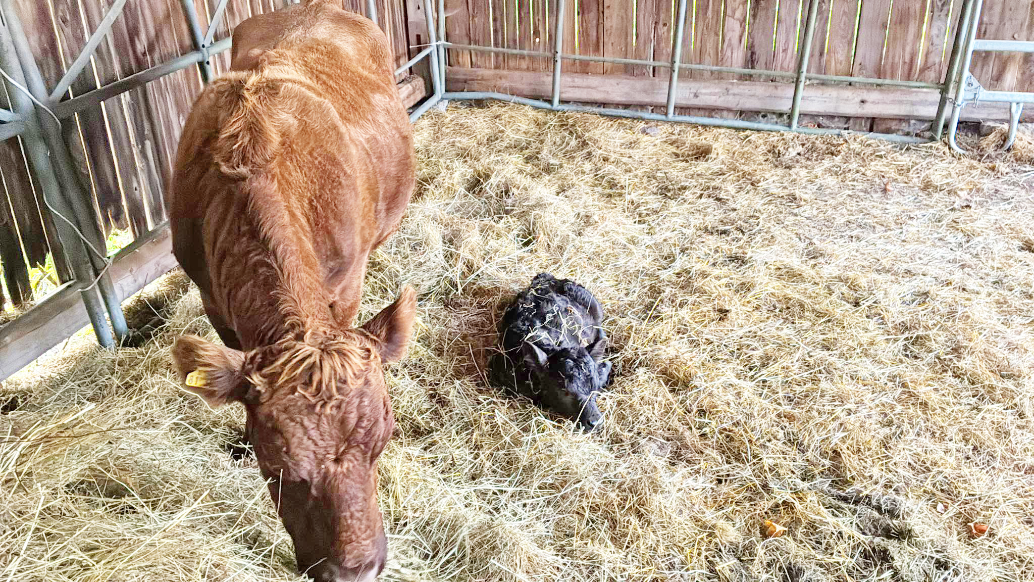 Kuh und Kalb im Stroh