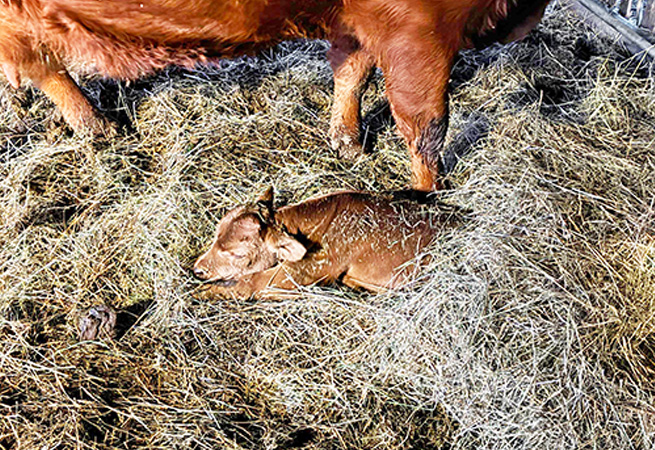 Kalb im Stroh neben einer Kuh