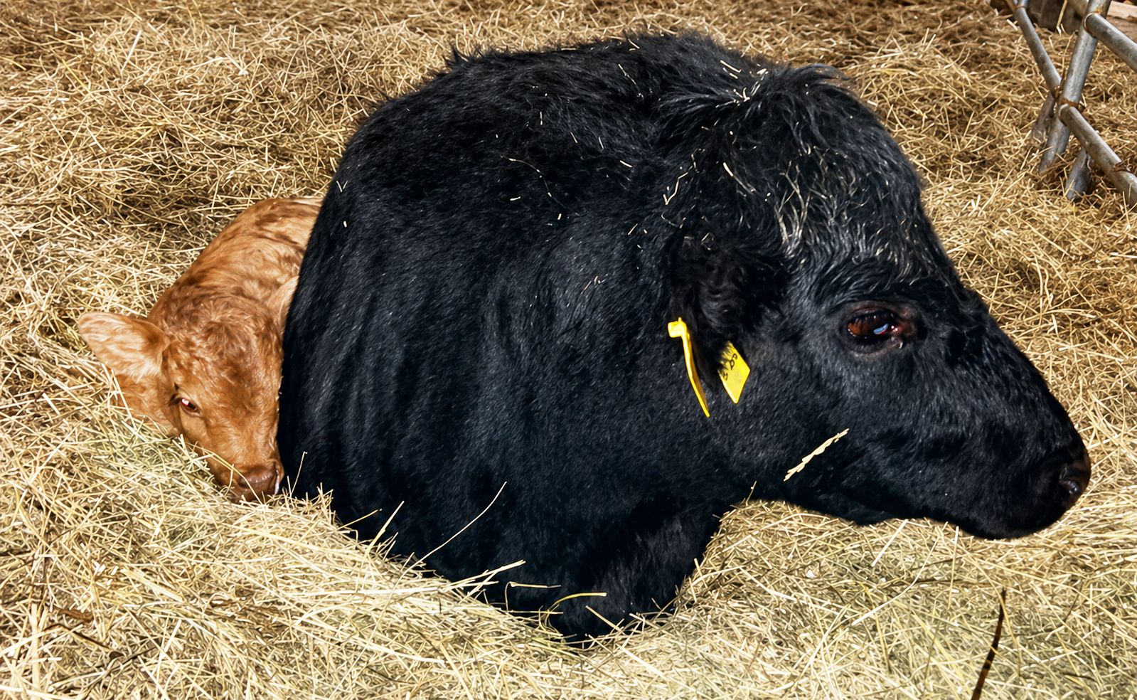 Schwarzes Rind im Stroh