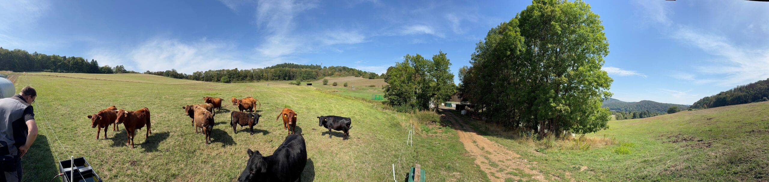 Rinderherde auf einer Weide am Hof Wilkenbach